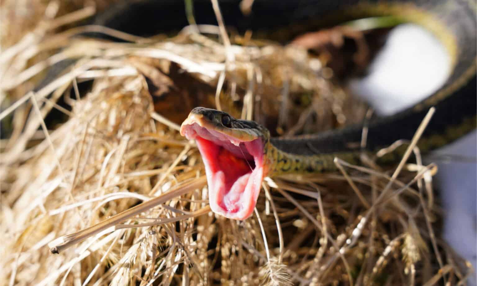 Discover 8 Snakes In North Dakota - A-Z Animals