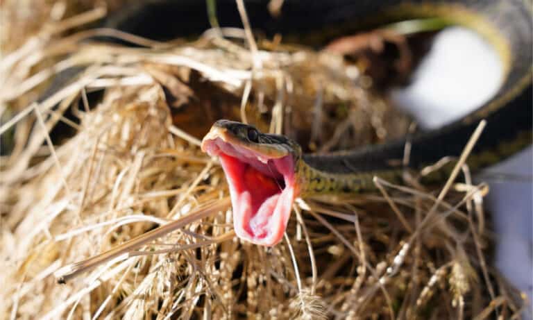 Common garter snake displaying its fangs