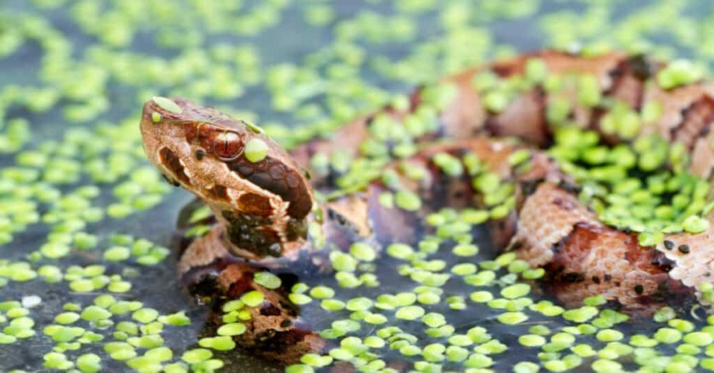 Juvenile Cottonmouth Snake swimming in a pond. They have even stronger contrasting bands of colors.