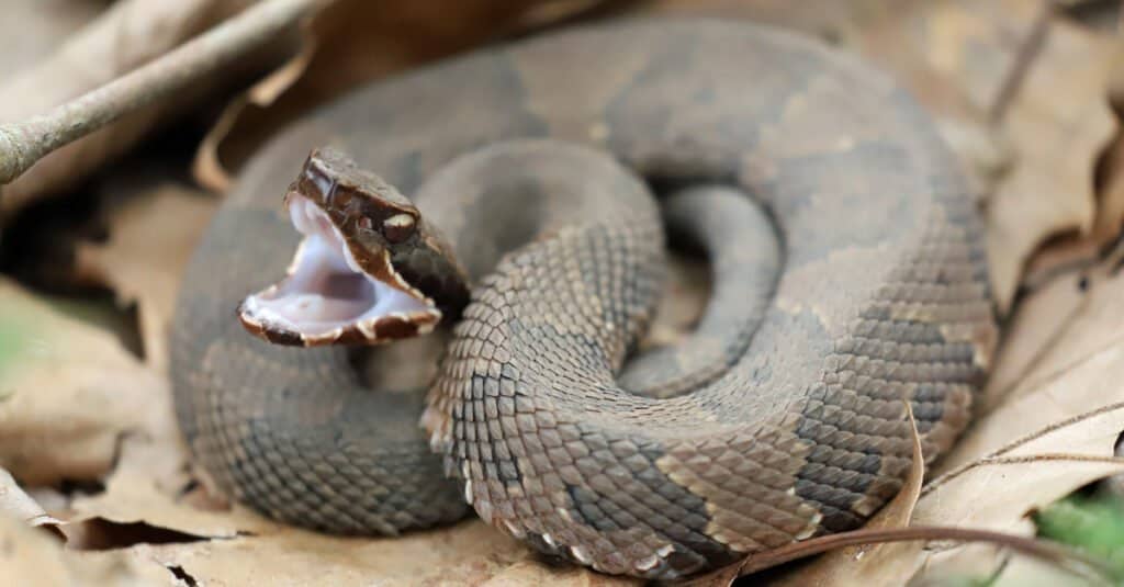 Vue latérale d'un serpent Cottonmouth, prêt à frapper.  Le serpent a une grosse tête en forme de pique.