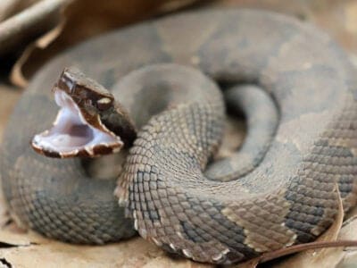 A Cottonmouths in Louisiana: Where They
 Live & How Often They Bite 