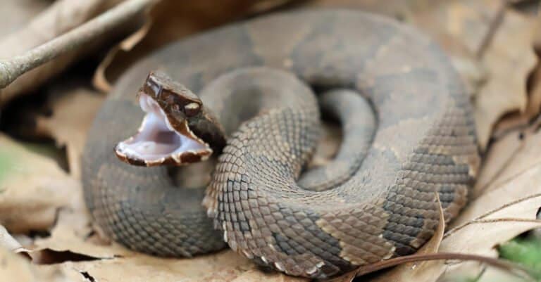 Side view of a Cottonmouth snake, ready to strike. The snake has a large spade-shaped head.