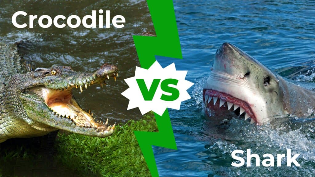 crocodile vs shark
