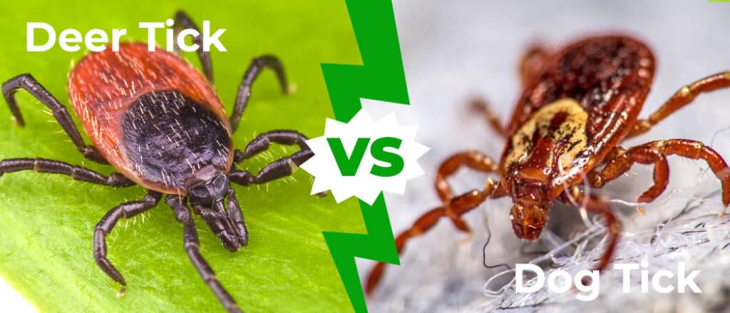 Deer Tick vs Dog Tick 1050x450