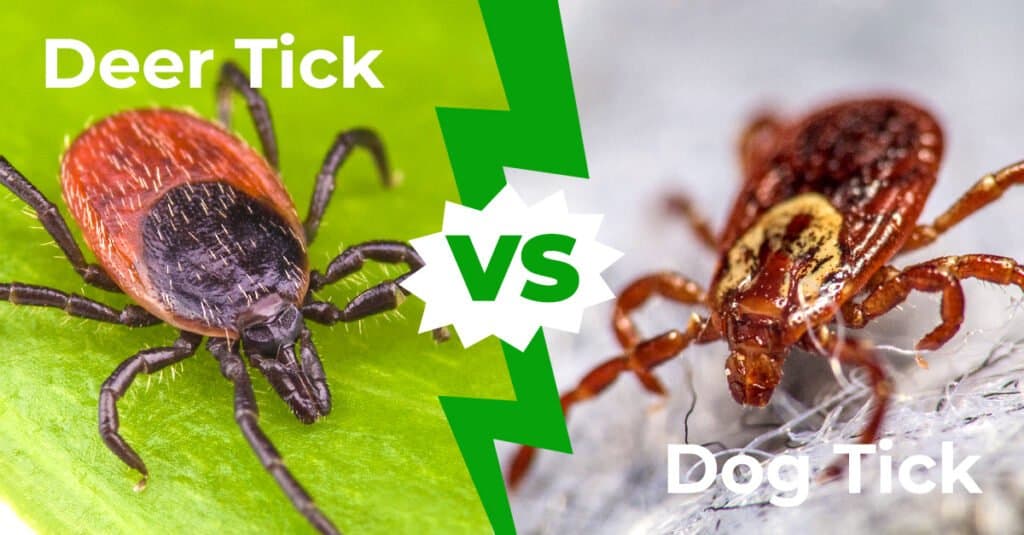 dog vs deer tick identification