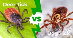Deer Tick vs Dog Tick Picture