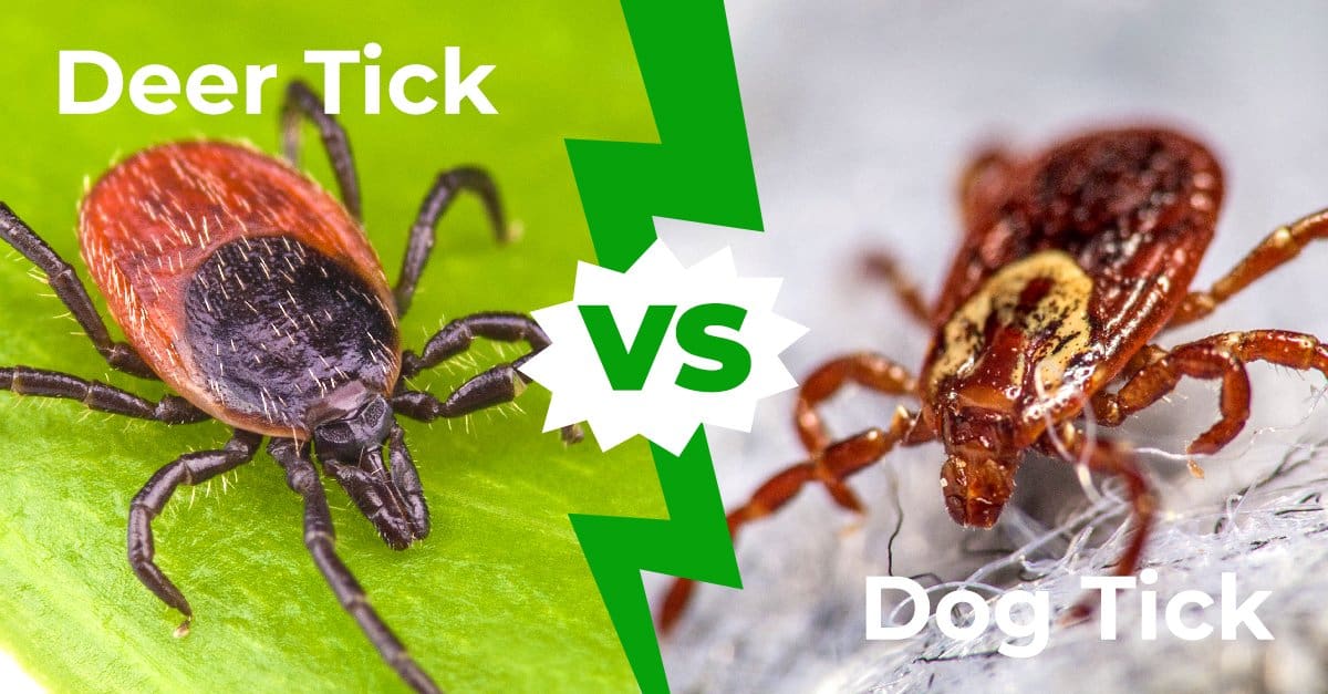 are certain dogs more prone to ticks