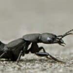 Black rove beetle