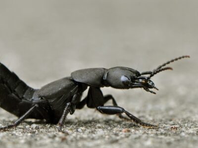 A Devils Coach Horse Beetle