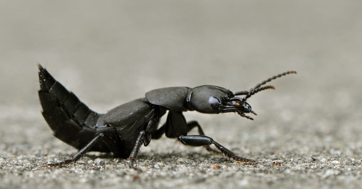 Devil's Coach Horse Beetle Insect Facts | Ocypus olens - AZ Animals