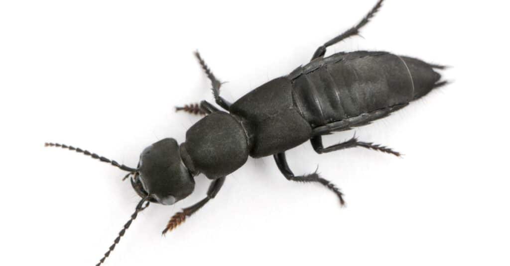 Devil's coach-horse beetle, Ocypus olens, in front of white background.