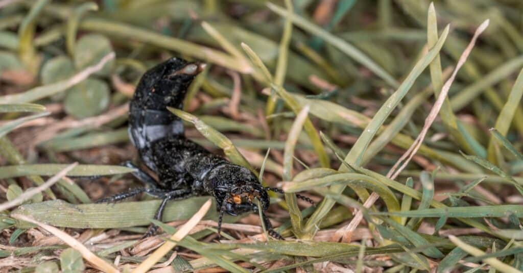 Devil’s coach horse beetle in defensive attitude and defensive position shortly before attack in the Bavarian Forest, Germany Europe.