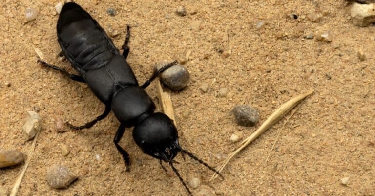 The devils coach-horse beetle, Ocypus olens, a species of beetle belonging to the family of the rove beetles, Staphylinidae.