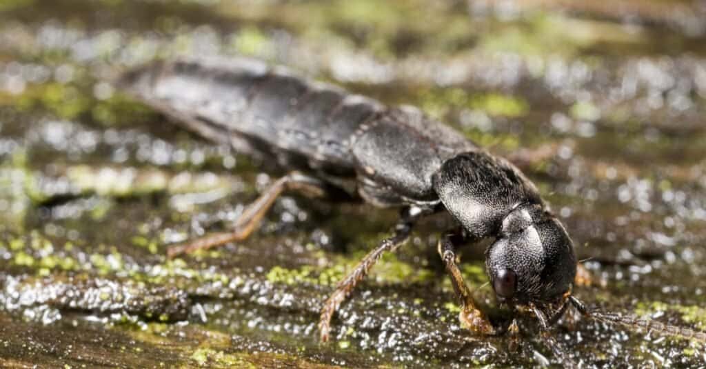 Devil's coach horse beetle, a kind of rove beetle. Superstitions hold that the devil takes the form of this beetle to eat sinners.