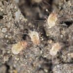 Dust Mites vs Bed Bugs