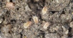 Dust Mites vs Bed Bugs: What’s the Difference? Picture