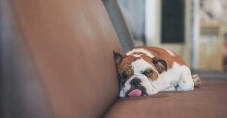 English bulldog with tongue out on couch