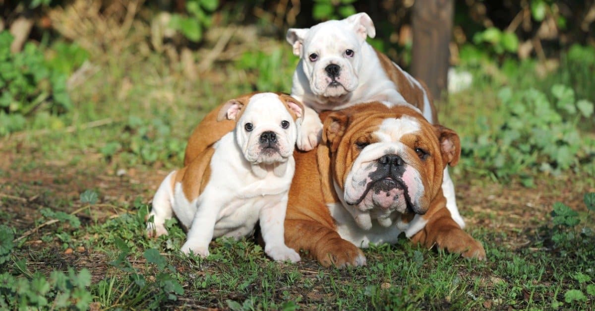 English bulldog family