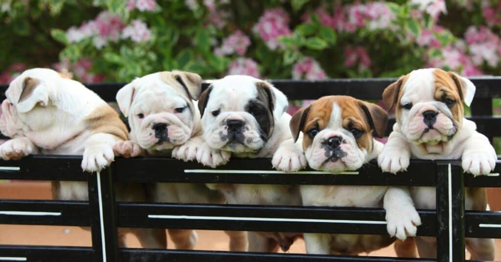 English bulldog puppies on a bench