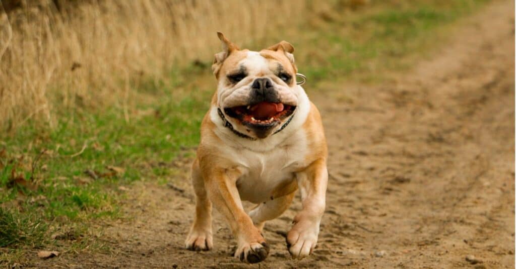 English bulldog running outside