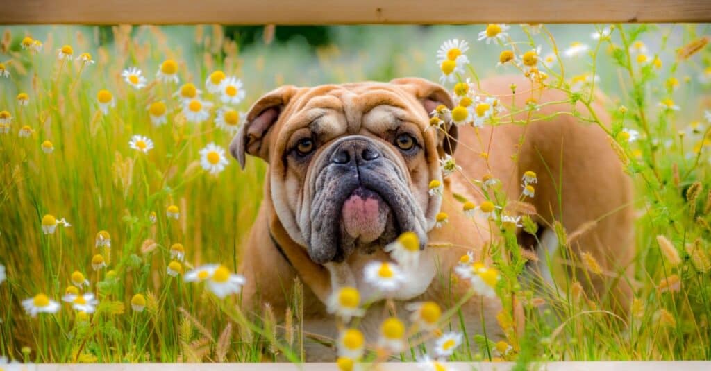 English bulldog in flower field