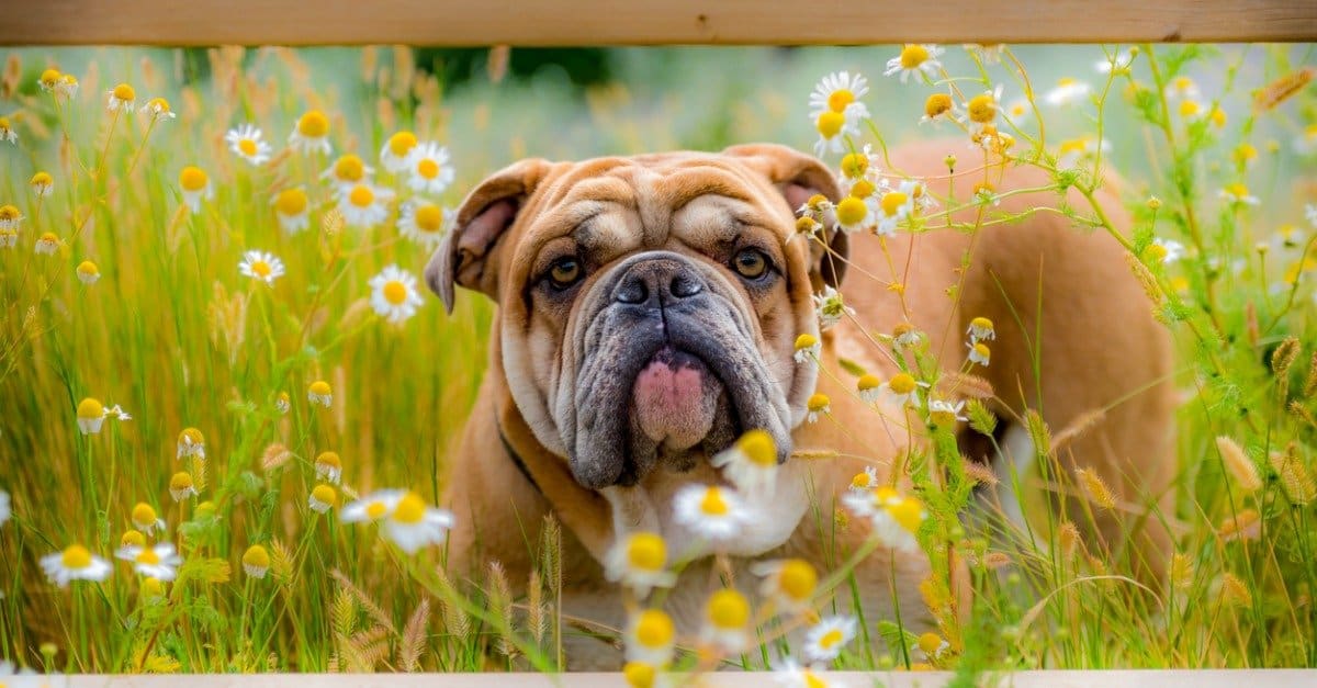 English Bulldog Dog Breed Complete Guide - AZ Animals
