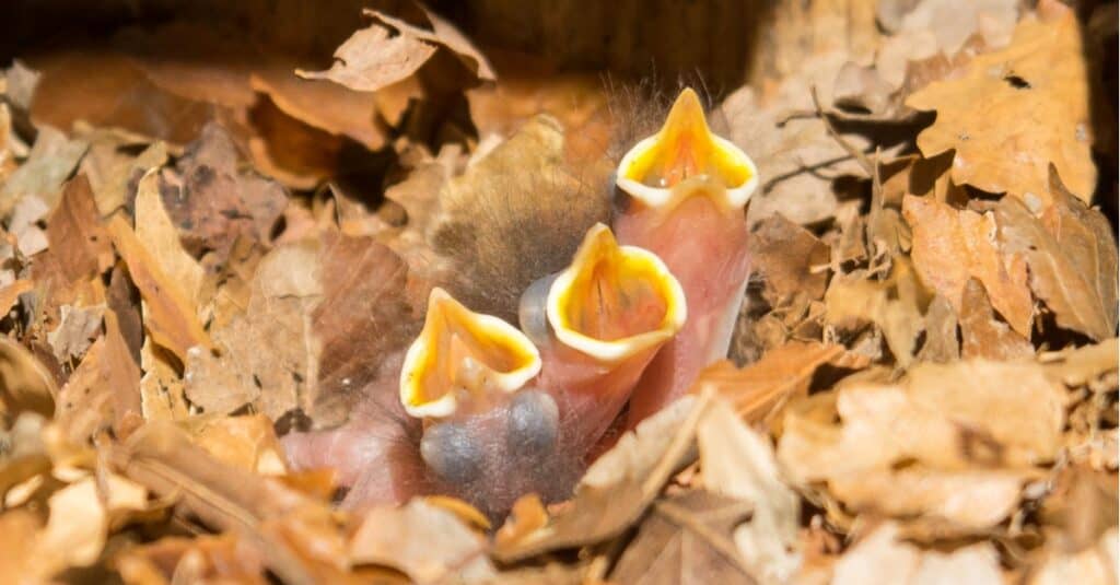 Eurasian nuthatch (Sitta europaea) babies waiting to be fed.