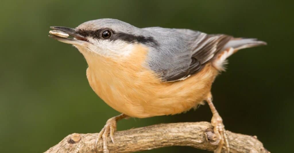 Eurasian Nuthatch, Sitta europaea, sittende på en gren.