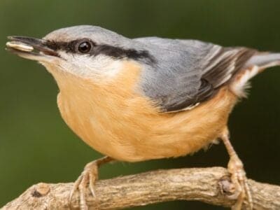 A Eurasian Nuthatch