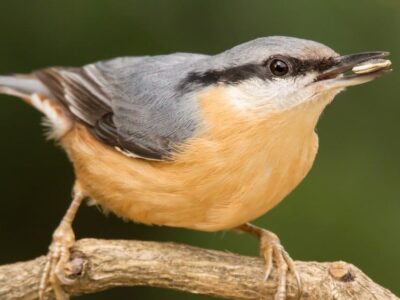 Eurasian Nuthatch Picture
