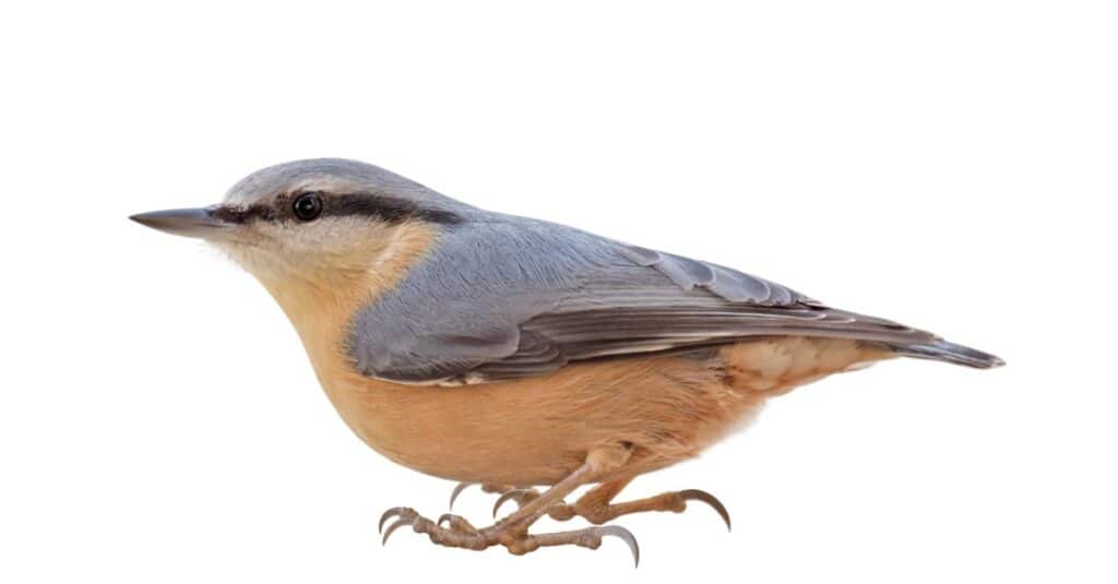 Eurasian nuthatch or wood nuthatch (Sitta europaea) isolated on white background.