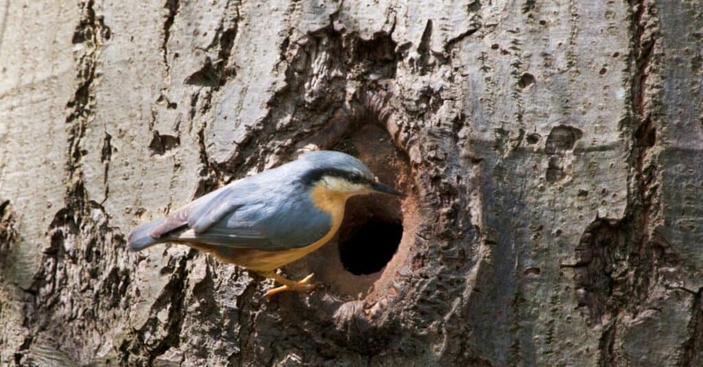 Eurasian nuthatch at its den in a tree.