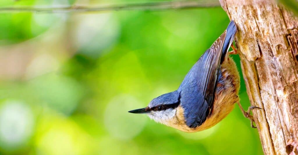 Eurasian nuthatch also called wood nuthatch hanging on a tree trunk in the forest.