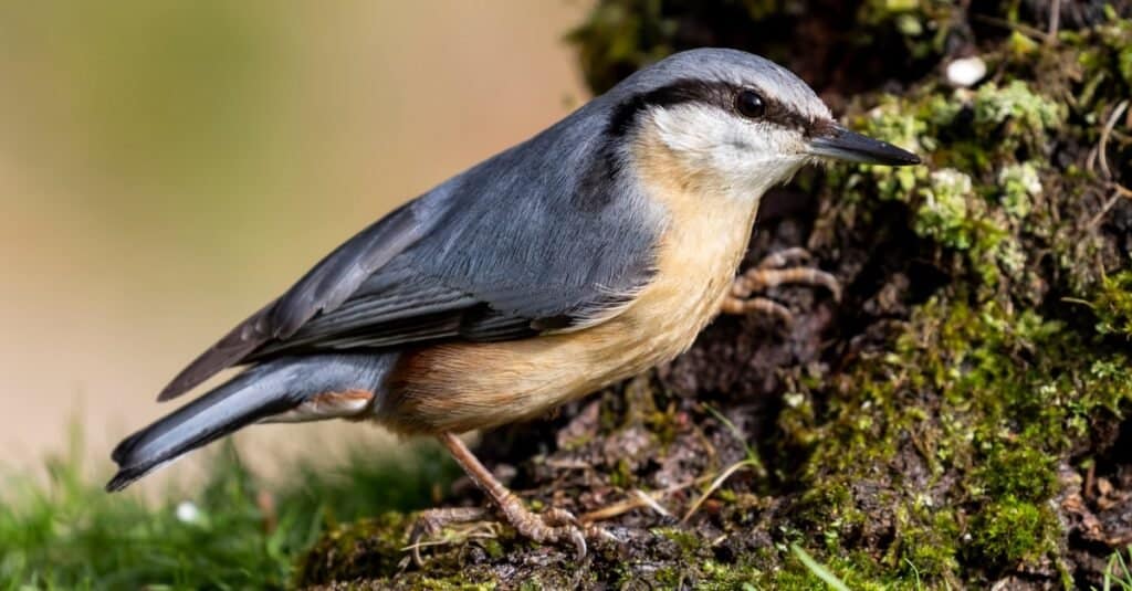 Sitta europaea (Eurasian nuthatch) perched on a mossy tree trunk.