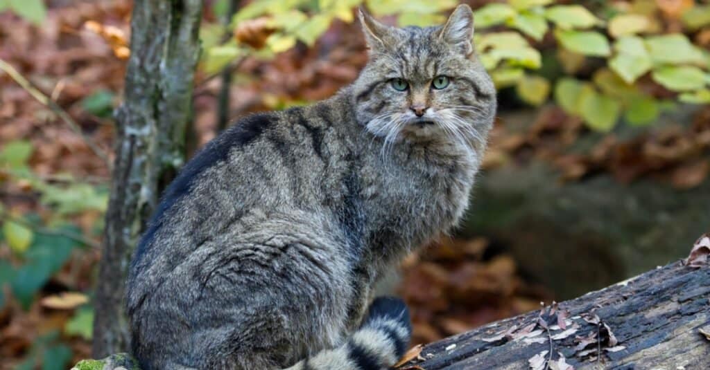 European wildcat sitting on a limb