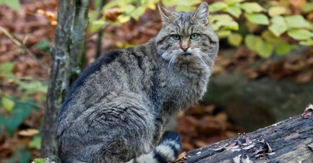 European Wildcat Hybrid