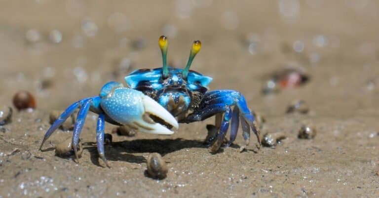 A sand crab, a Fiddler crab on a mud beach.
