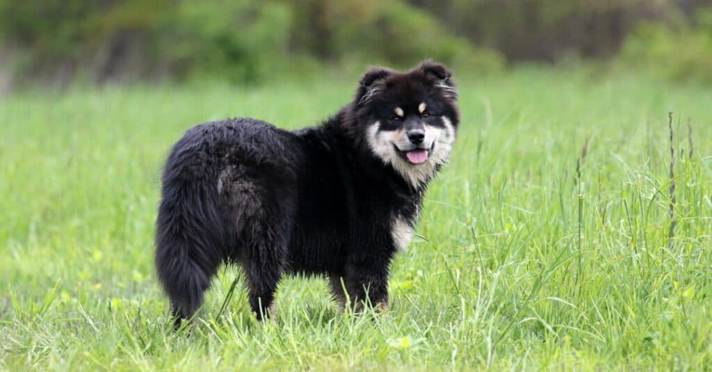 Finnish Lapphund in field, facing the camera