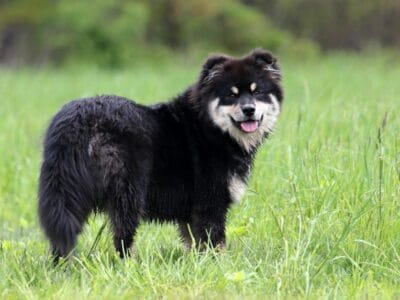 Finnish Lapphund Picture