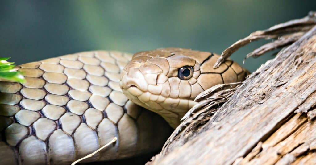 close up of a Florida pine snake
