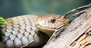 Do Snakes Hibernate (Brumate) In Florida? Picture