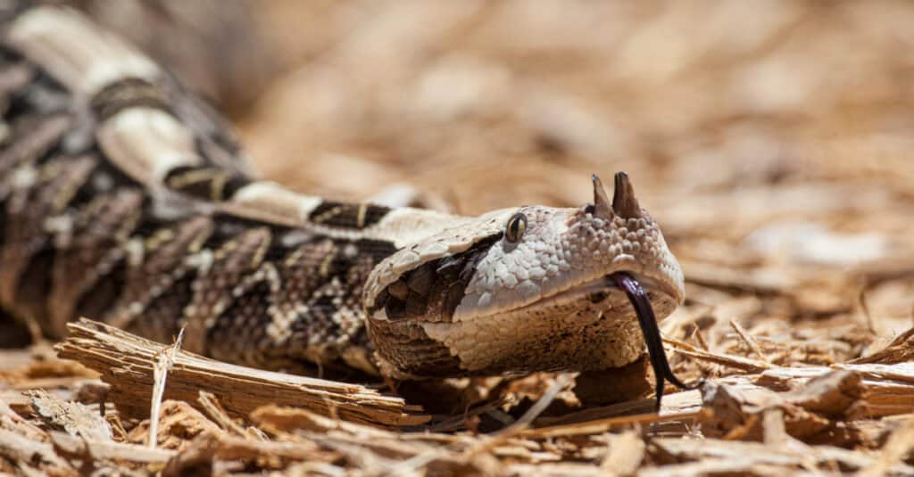 Gaboon Viper против Puff Adder