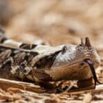 Gaboon viper