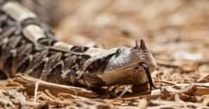 Gaboon Viper vs Rattlesnake: What Are the Differences? Picture