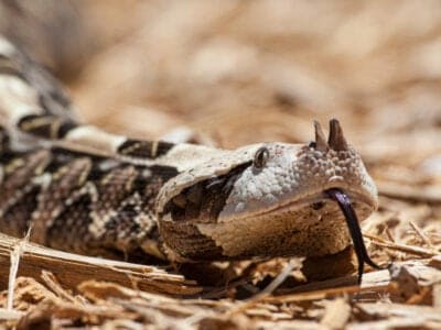 A Gaboon Viper