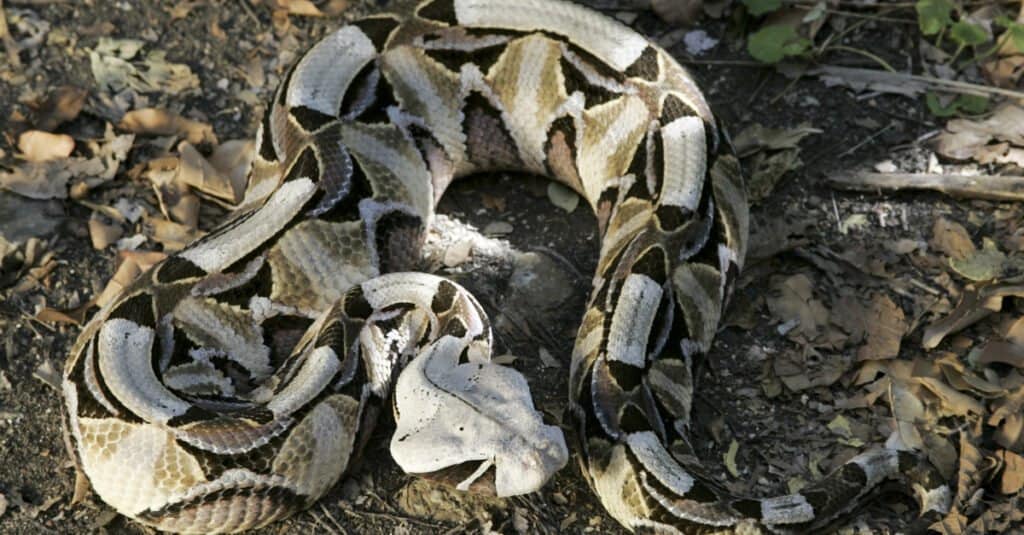 งูเหลือมกาบูนบนพื้นดิน