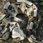 Gaboon Viper (Bitis gabonica), on leaf litter.  Its upper body is made up of beautiful diamonds, triangles, and hourglasses in neutral colors that mimic the colors of leaf litter.