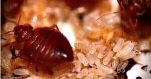 Baby Bed Bugs: Are They Visible to Humans? Picture