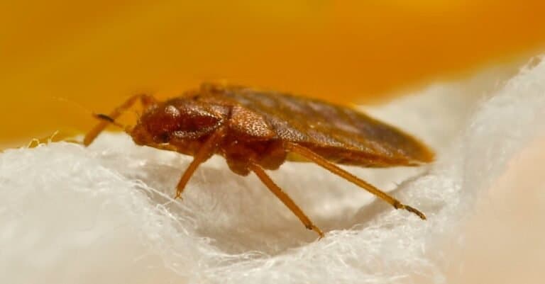 Get rid of bed bugs