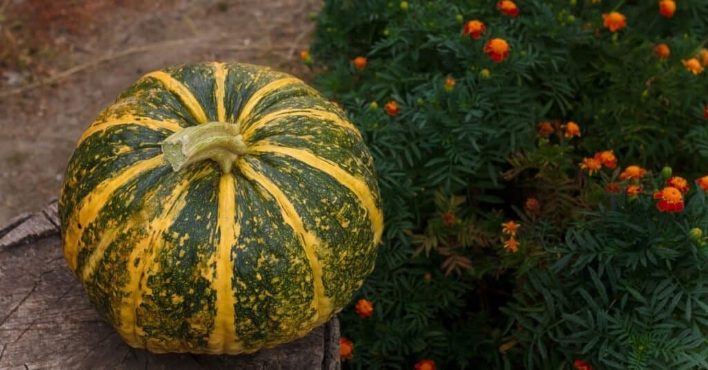 Get rid of squash beetles - marigolds